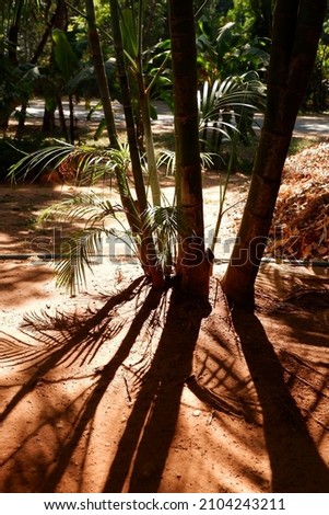 Shadow of palm trees at the garden 