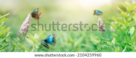 Blossoming flowers and blue butterfly in spring or summer morning background with sunlight. Purple flowers, panoramic banner view. 