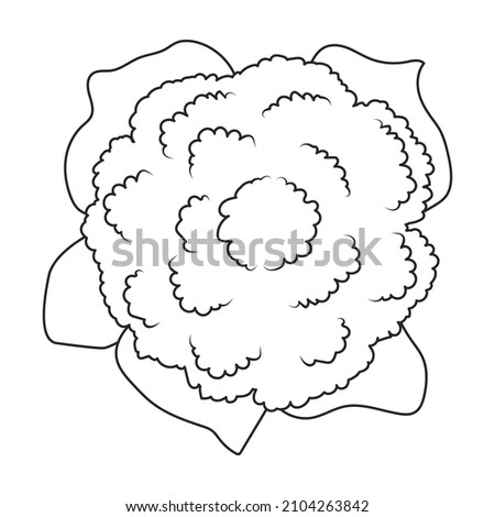 Cauliflower vector icon.Outline vector icon isolated on white background cauliflower. Royalty-Free Stock Photo #2104263842