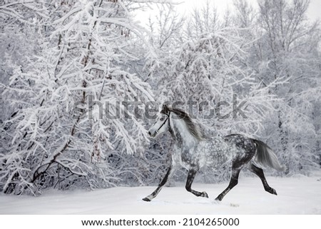Beautiful dressage horse runs in winter woods