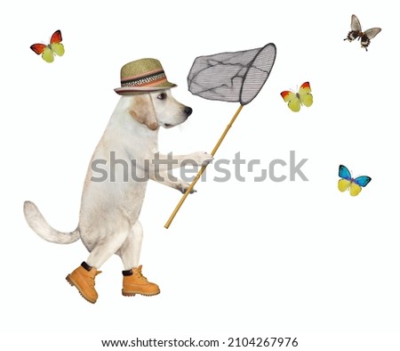 A dog labrador catches butterflies with a butterfly net. White background. Isolated.