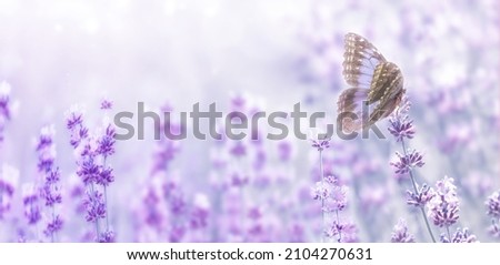 Wide field of lavender and butterfly in summer morning, panorama blur background. Spring or summer lavender background. Shallow depth of field. Selective focus on lavender flowers lit by sunlight