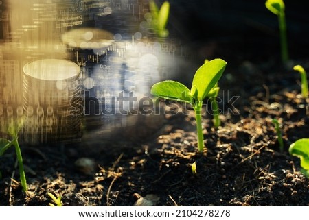 growing green seedling or small tree on soil with money stack and stock market index business investment background