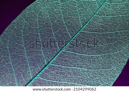 skeleton magnolia leaf template for text and design. abstract colorful background