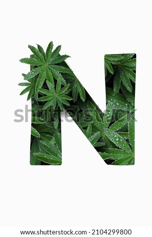 The English letter of the alphabet N, isolated on a white background. Stylized with a collage of a photo of a lupin flower leaf. Concept: graphic design, decorated font.
