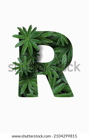 The English letter of the alphabet R, isolated on a white background. Stylized with a collage of a photo of a lupin flower leaf. Concept: graphic design, decorated font.