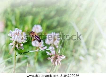 Insect on a meadow flower. A bee on a clover flower. White wildflower.