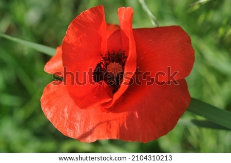 Poppy flower or papaver early spring on a green grass backgroung High quality stock photo. 
