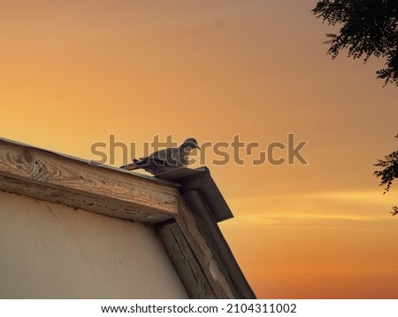 A wild pigeon sits on the edge of the roof against the background of an orange dawn or sunset sky. Bird life in the wild. Grey pigeon on a metal roof.