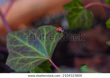 Picture of a single ladybug walking on green leaf in a garden