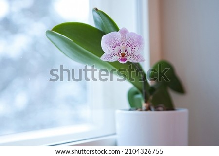 Closeup of purple phalaenopsis orchid in pot -orchid flower at the window at home