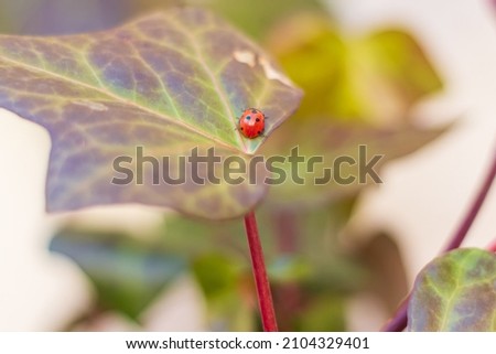 Picture of a single ladybug walking on green leaf in a garden