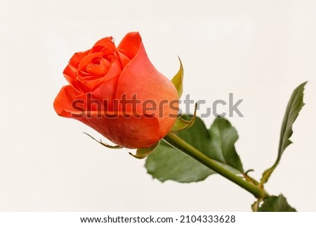 Bud of a beautiful red rose with green leaves on the white background.