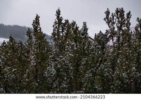 Snow in pine trees on the leaves