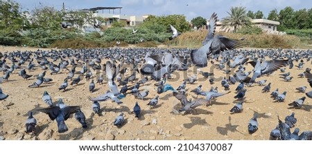 Flock of pigeons flying and feeding 