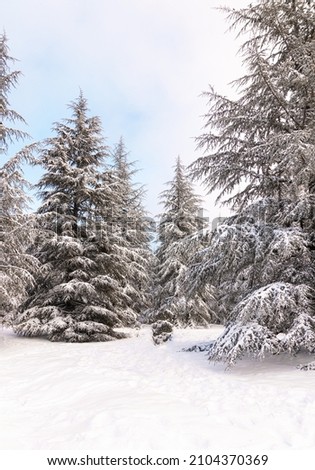 Picturesque view of snow-covered spruces on a cold day. Location of the Carpathian mountains, Ukraine, Europe. Photo wallpapers. Gorgeous nature view. Happy New Year! Discover the beauty of the world.