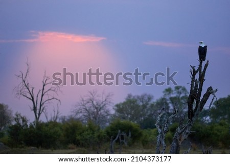Scene from the African wilderness around the Khwai River, Okavango Delta, Botswana. African fish eagle, Haliaeetus vocifer, sitting on a tree trunk against a blue-violet sky with pink sun rays.