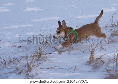 Playful puppy running on a snow covered beach. Concept of enjoying cold weather conditions.