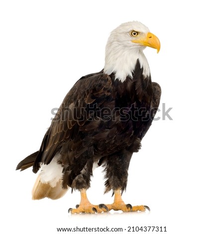 Bald Eagle (22 years) - Haliaeetus leucocephalus in front of a white background.