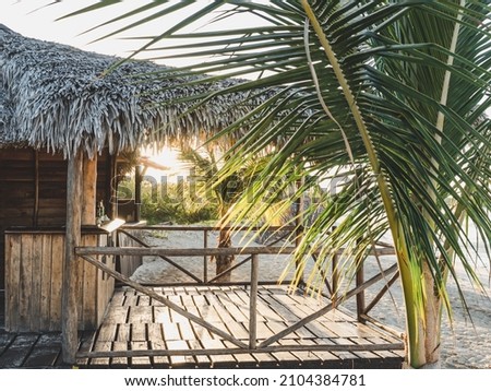 Beautiful photos of deserted beaches and palm trees on the Caribbean coast. Closeup, no people. Leisure and travel concept