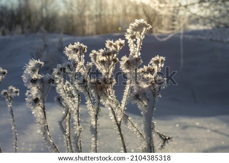 winter landscape. morning frost and sun. the branches of plants are covered with white frost 2022