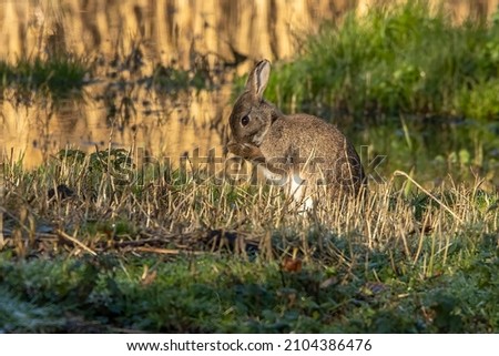 A wild rabbit feeding in a wetlands swamp