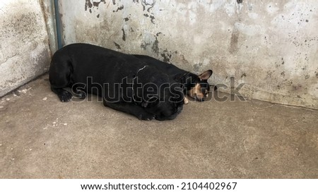 French Bulldog sleeps on cement floor with Chihuahua dog lying nearby.Couple of cute black dog,French Bulldog and Chihuahua dog spend their time together.Such coach such brother.