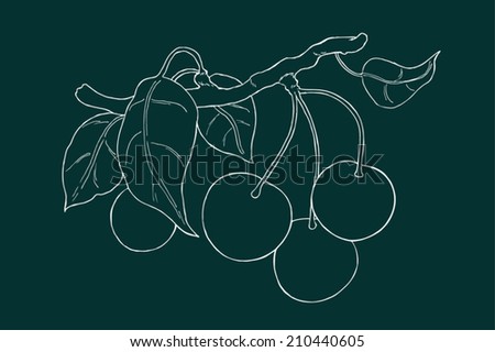 Vector hand drawn cherry branch with cherries and leaves | Vintage cherries white line art drawing