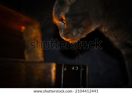 cat looking in a box of gold