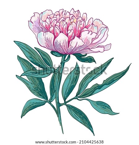 Peony with leaves. Sketch of flowers color line on a white background. Botanical illustration vector