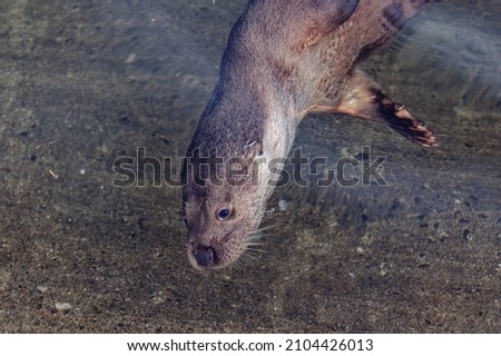 Eurasian Otter (Lutra lutra) Immature male swimming underwater looking upwards.