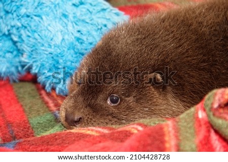 Eurasian Otter (Lutra lutra) Cub,abandoned orphan in care.