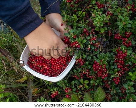 Picking lingonberries in a white bowl Royalty-Free Stock Photo #2104430360