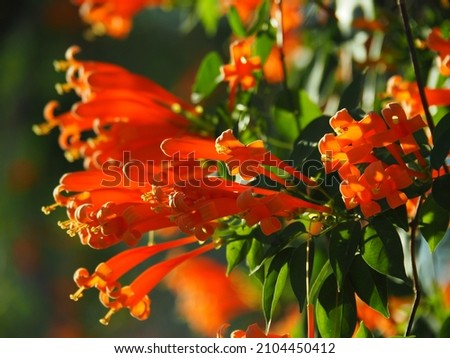 Beautiful orange flowers, Orange trumpet, Flame flower, Fire-cracker vine.