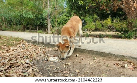 Homeless Dog eat food on the side of road at the countryside Northeast of Thailand.