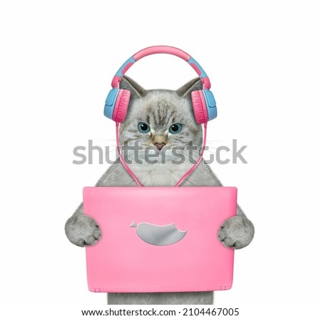 An ashen cat listens to music on a pink tablet. White background. Isolated.