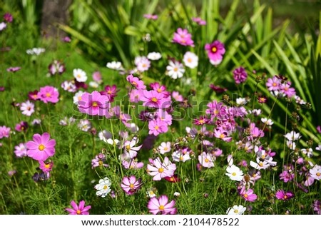 Select focus of Sulfur Cosmos, or Mexican Daisy, Light pink, pink,purple, pinkish white has fragile petals of various colors that bloom in the sunlit garden. Scientific name: Cosmos bipinnatus Cav. Royalty-Free Stock Photo #2104478522