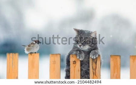 funny striped hunter cat sits on a fence and watches a sitting bird