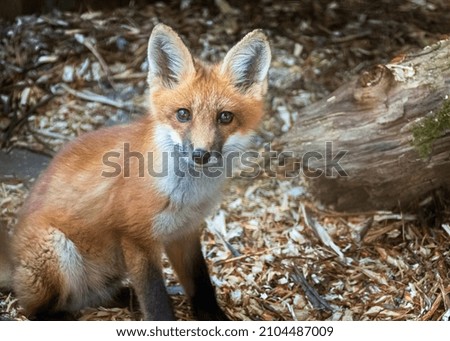 Red Fox picture taken in Quebec, Canada
