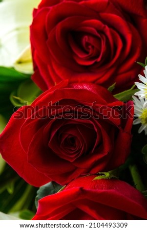 Background of flowers of various species mainly rose bushes on a white background.