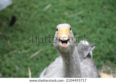 goose on farm funny face Royalty-Free Stock Photo #2104493717