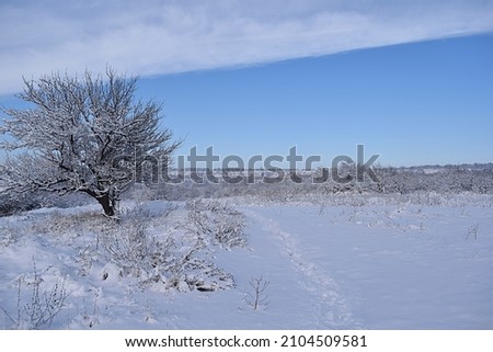 Winter landscape: snow-covered trees and bushes along a country road, a trail in the snow.