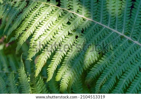 Beautiful background. Close up of green ferns.