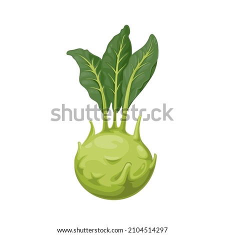 Kohlrabi cabbage with turnip-shaped stem isolated 3D realistic icon. Vector biennial vegetable low raw root, vegetarian food with green leaves. Stout cultivar of wild cabbage, german cabbage turnip Royalty-Free Stock Photo #2104514297