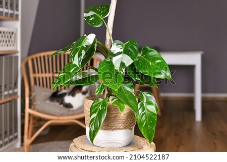 Tropical 'Philodendron White Princess' houseplant with white variegation with spots in basket pot on table Royalty-Free Stock Photo #2104522187