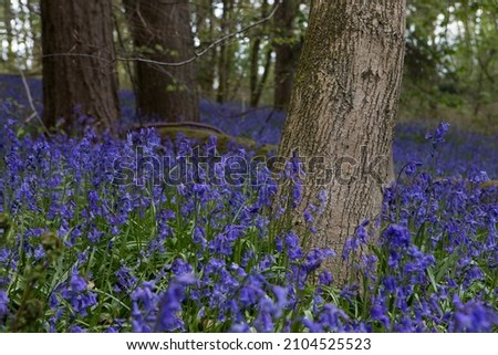 Bluebells in a UK woodland in springtime. UK wildflowers blooming in the trees. Ribble valley landscape