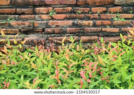 Amazing Vibrant Color Gold Lilly Pilly Shrub with the Old Brick Wall of Historic Temple in Ayutthaya, Thailand