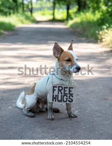 A dog of breed Jack Russell Terrier sits half turned in the forest on a path,with a cardboard sign "Free hugs" on his neck.He is covered in mud,against a background of green plants,looking on the side
