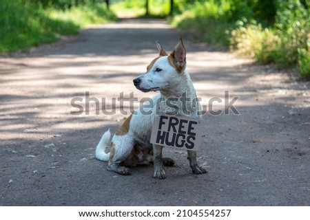A dog of breed Jack Russell Terrier sits half turned in the forest on a path,with a cardboard sign Free hugs on his neck.He is covered in mud,against a background of green plants,head turn on the side