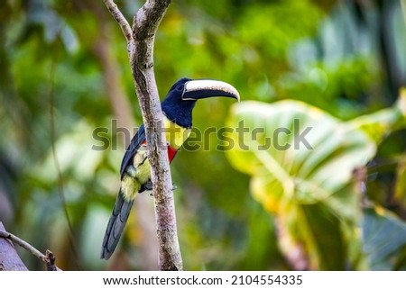 Green aracari wild toucan close up portrait in rainforest jungle